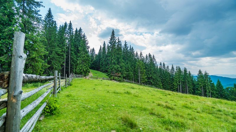 Bucovina